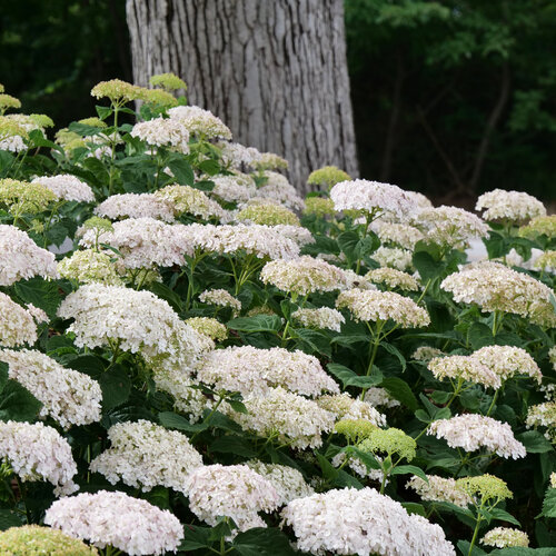 Wee White Hydrangea