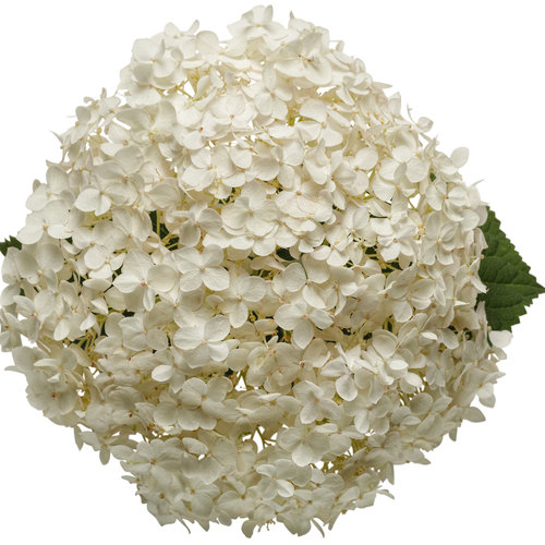 Wee White Hydrangea