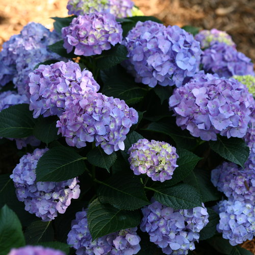 Blue Jangles Hydrangea