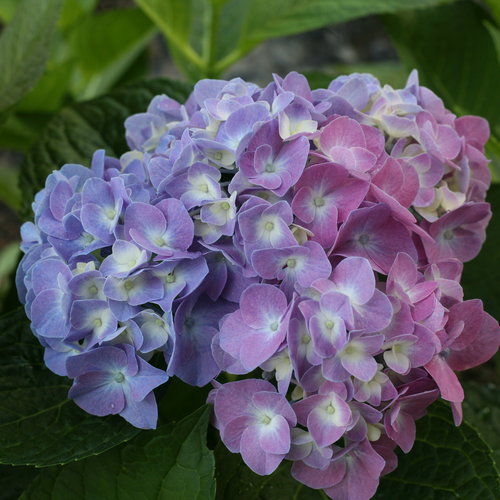 Blue Jangles Hydrangea