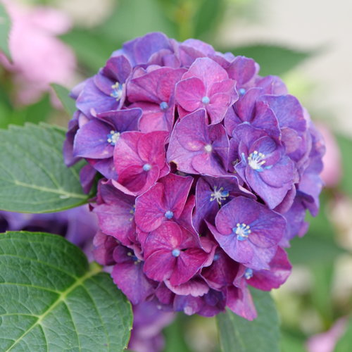 Wee Bit Grumpy Hydrangea | Hydrangea macrophylla