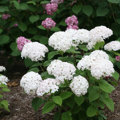 Wee White Hydrangea