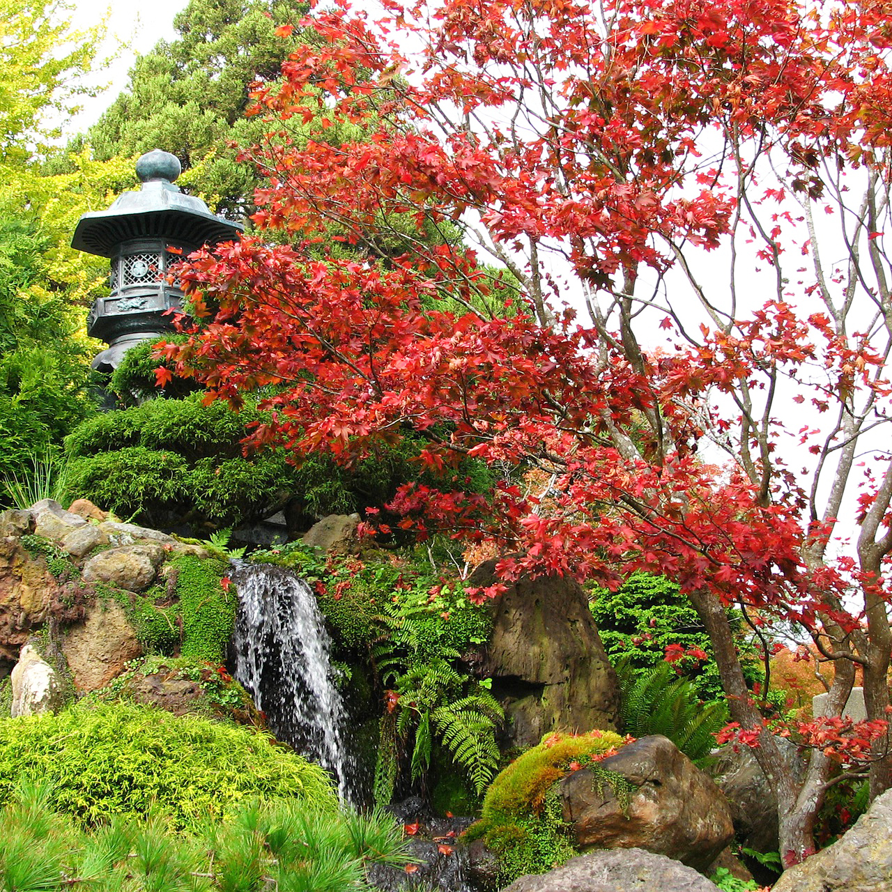 Japanese Red Maple