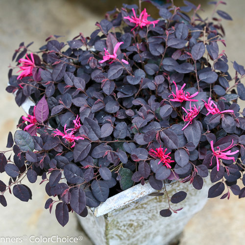 Jazz Hands Mini Loropetalum