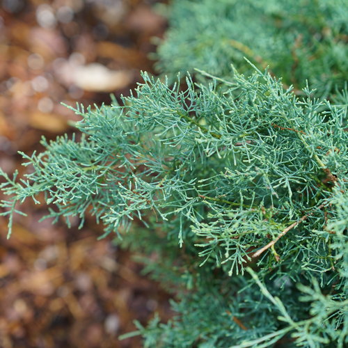 Montana Moss Juniper