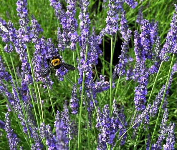 Grosso Lavender Plants