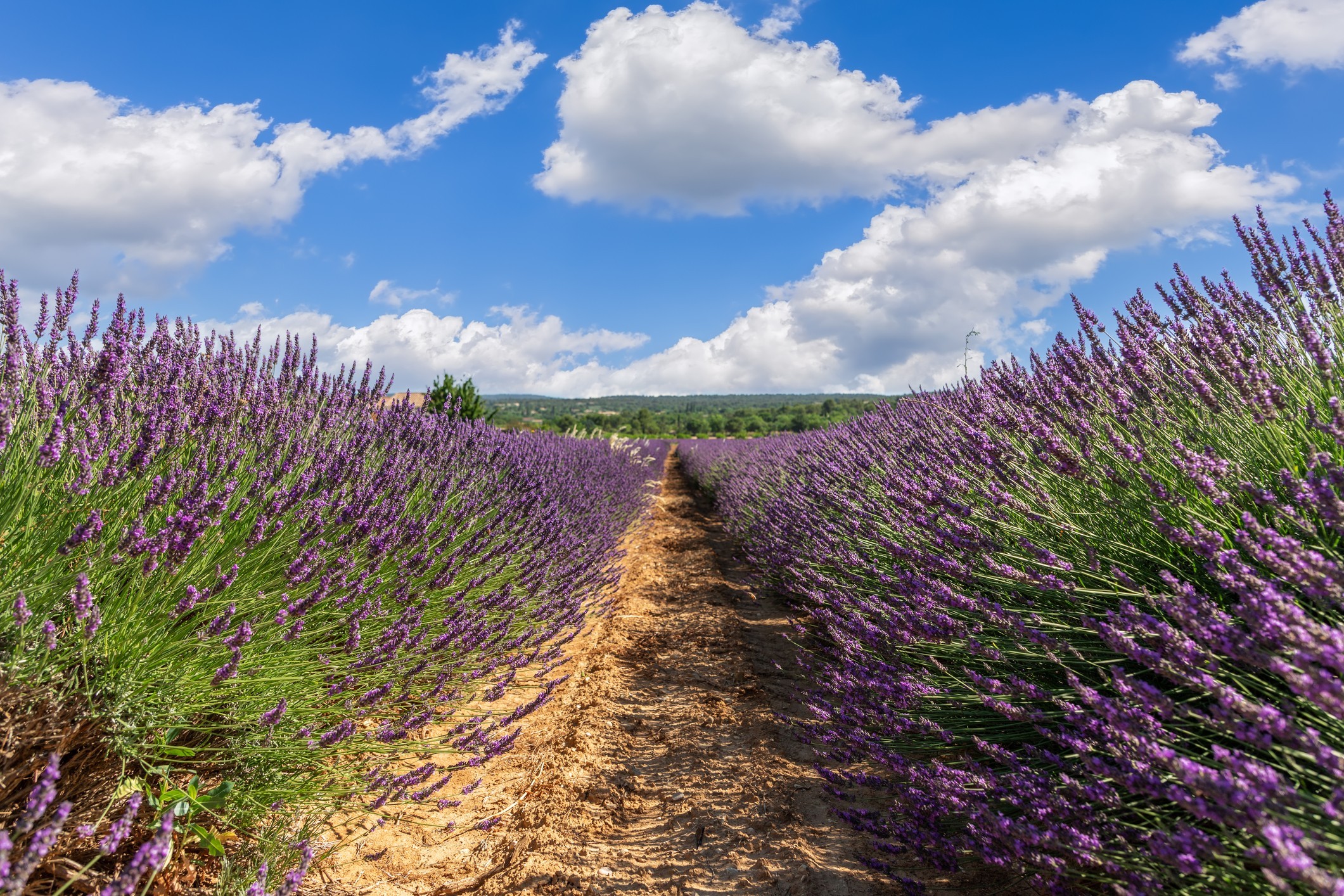 Grosso Lavender Plants