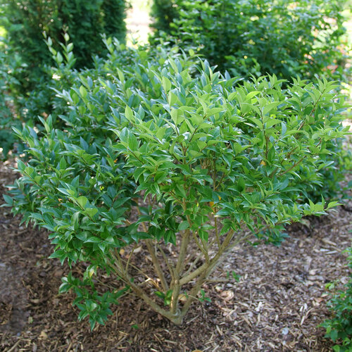 Kindly Japanese Privet