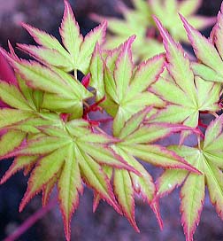 Japanese Coral Bark Maple