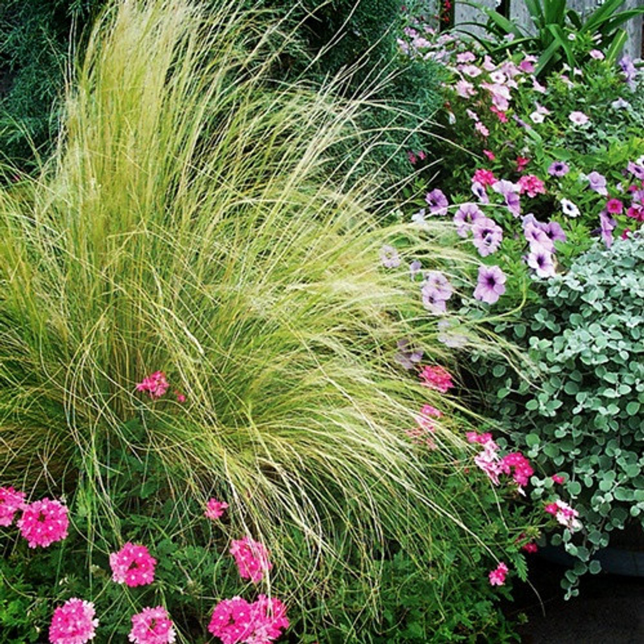 Mexican Feather Grass