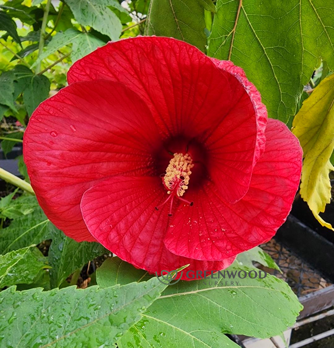 Midnight Marvel Hibiscus