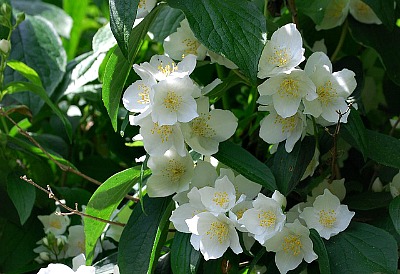 Mockorange Shrubs