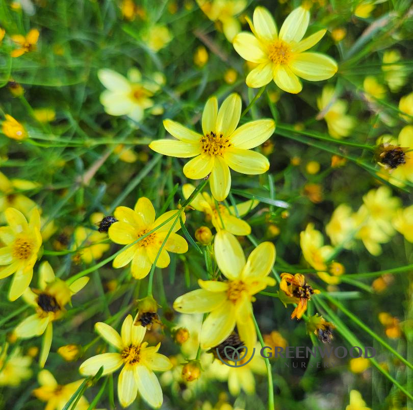 Coreopsis Moonbeam