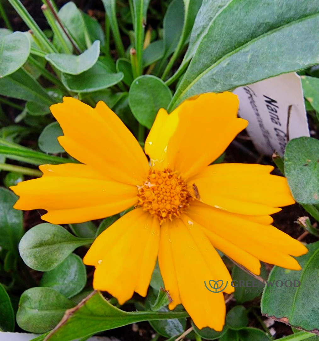 Coreopsis Nana Mouse Ear