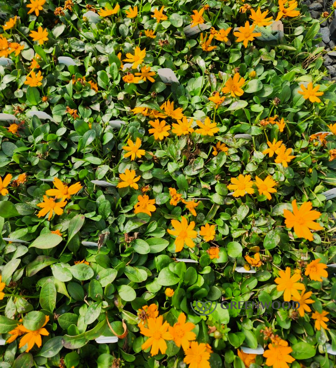 Coreopsis Nana Mouse Ear