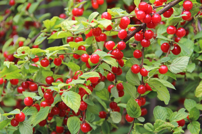 Nanking Cherry Prunus tomentosa 