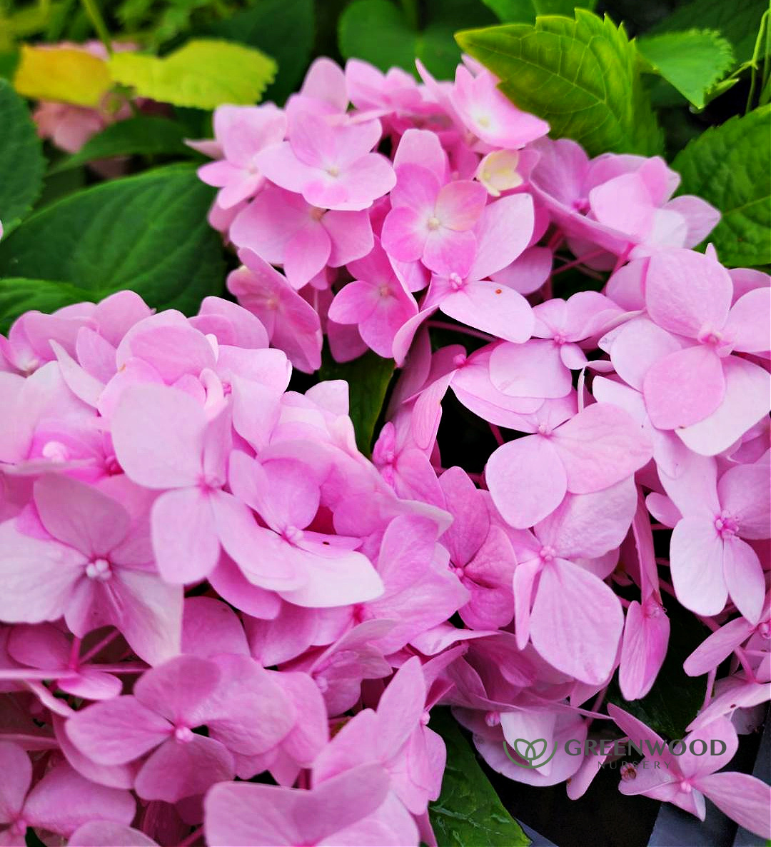 Hydrangea Penny Mac