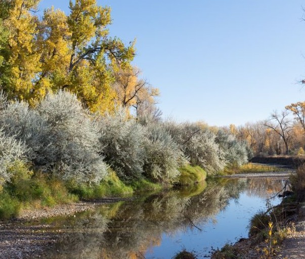 Russian Olive Shrubs