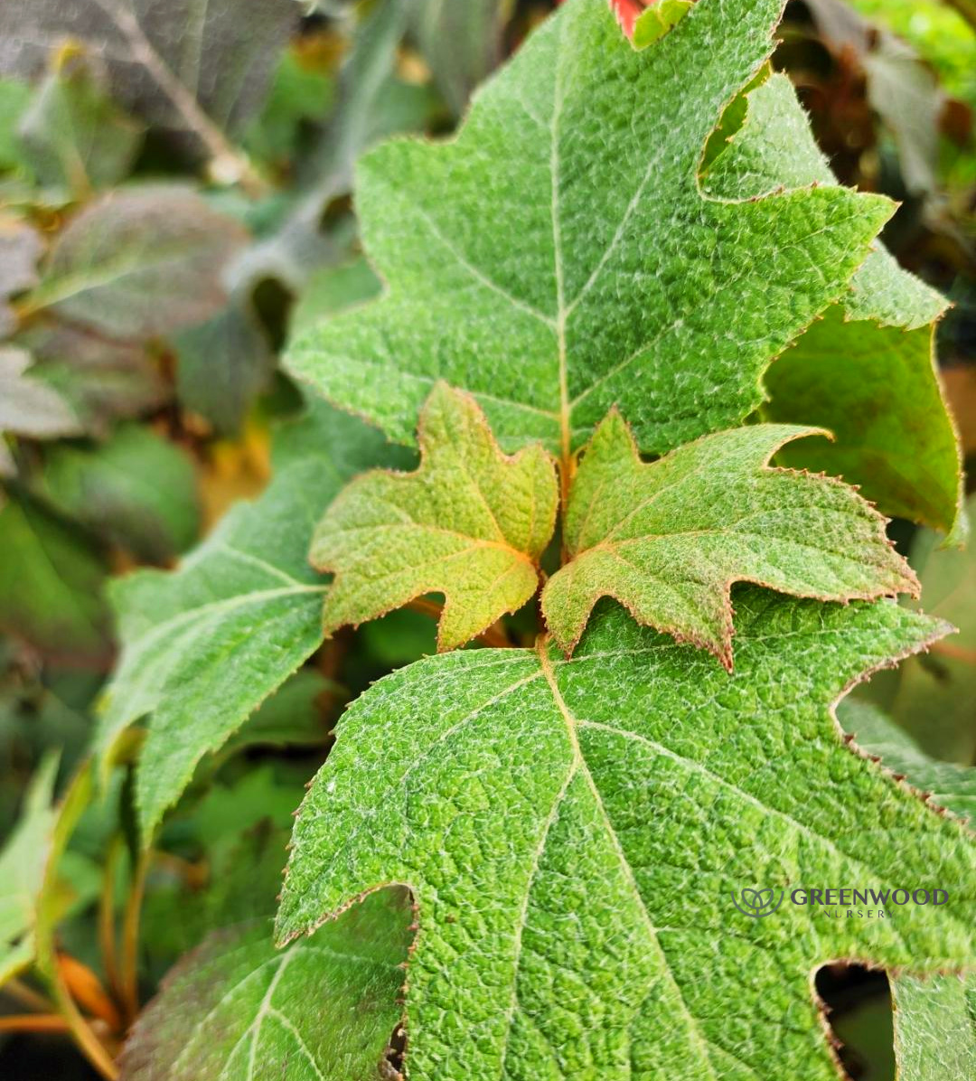 Pee Wee Oak Leaf Hydrangea