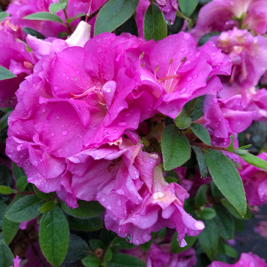 Perfecto Mundo Double Purple Flowering Azalea Rebloomer