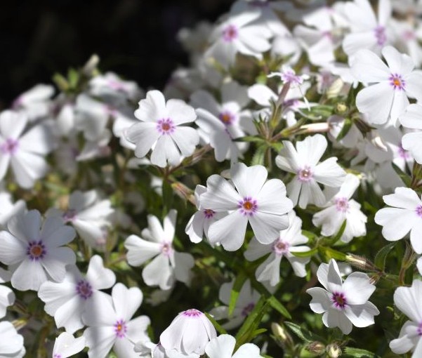 Amazing Grace Creeping Phlox