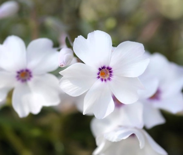 Amazing Grace Creeping Phlox