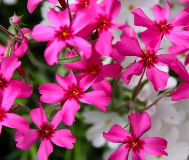 Red Creeping Phlox