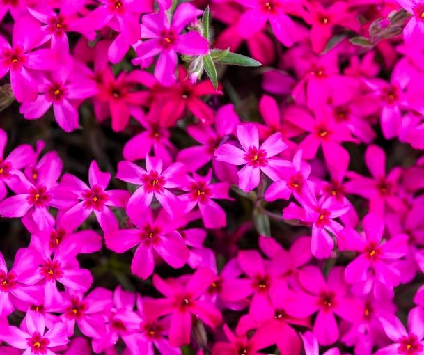 Red Creeping Phlox