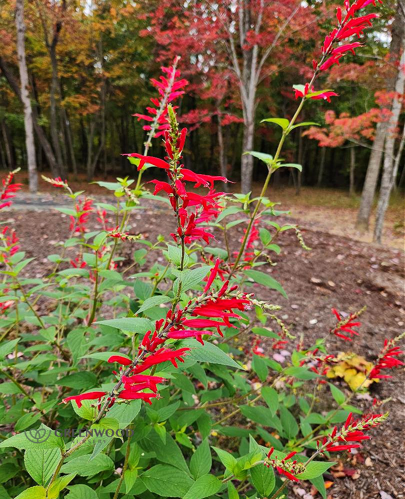 Pineapple Sage