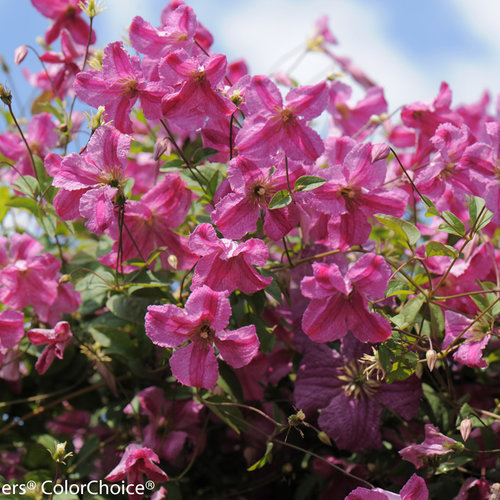 Pink Mink Clematis