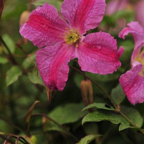 Pink Mink Clematis