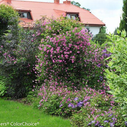 Pink Mink Clematis