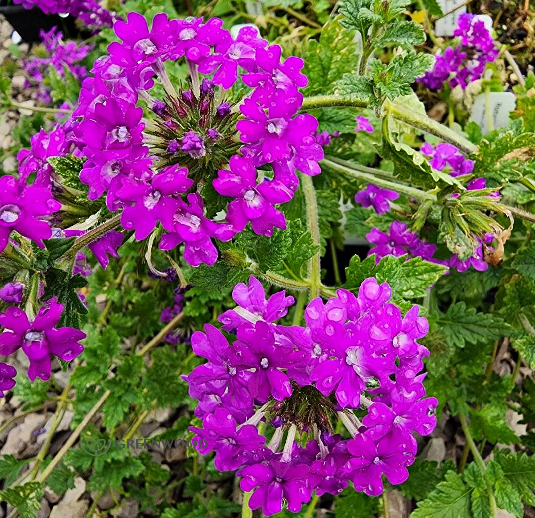 Verbena Homestead Purple