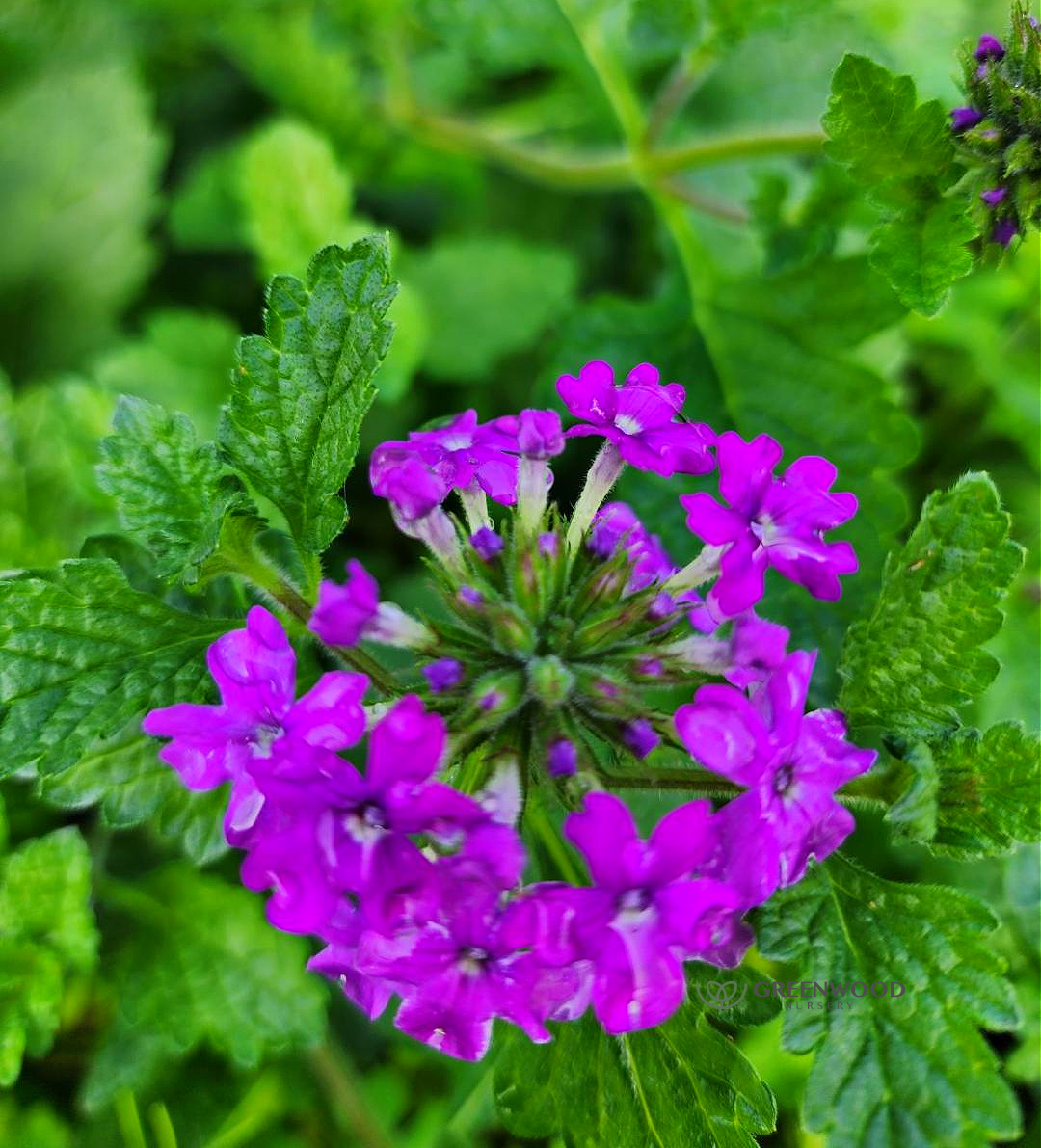 Verbena Homestead Purple