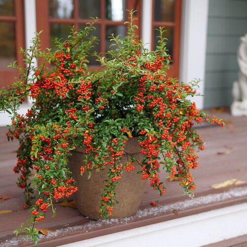 Berry Box Pyracomeles