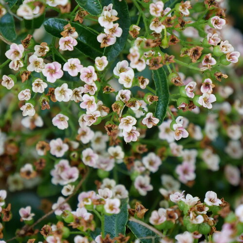 Berry Box Pyracomeles