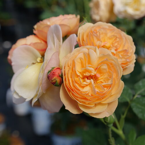 Rosa Flavorette Honey Apricot | Edible Rose