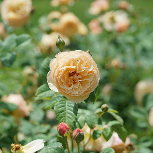 Rosa Flavorette Honey Apricot | Edible Rose