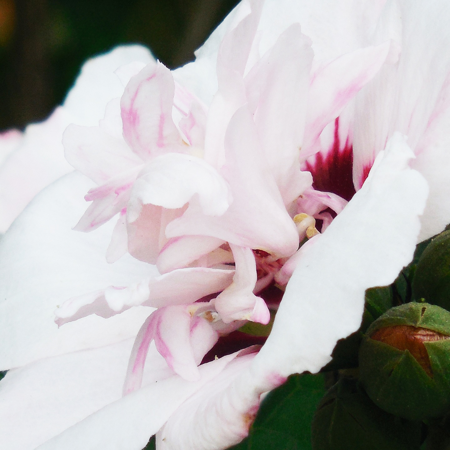 Blushing Bride Rose of Sharon