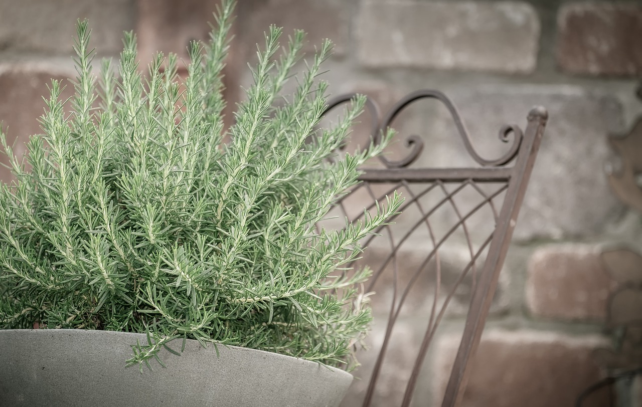 Creeping Rosemary