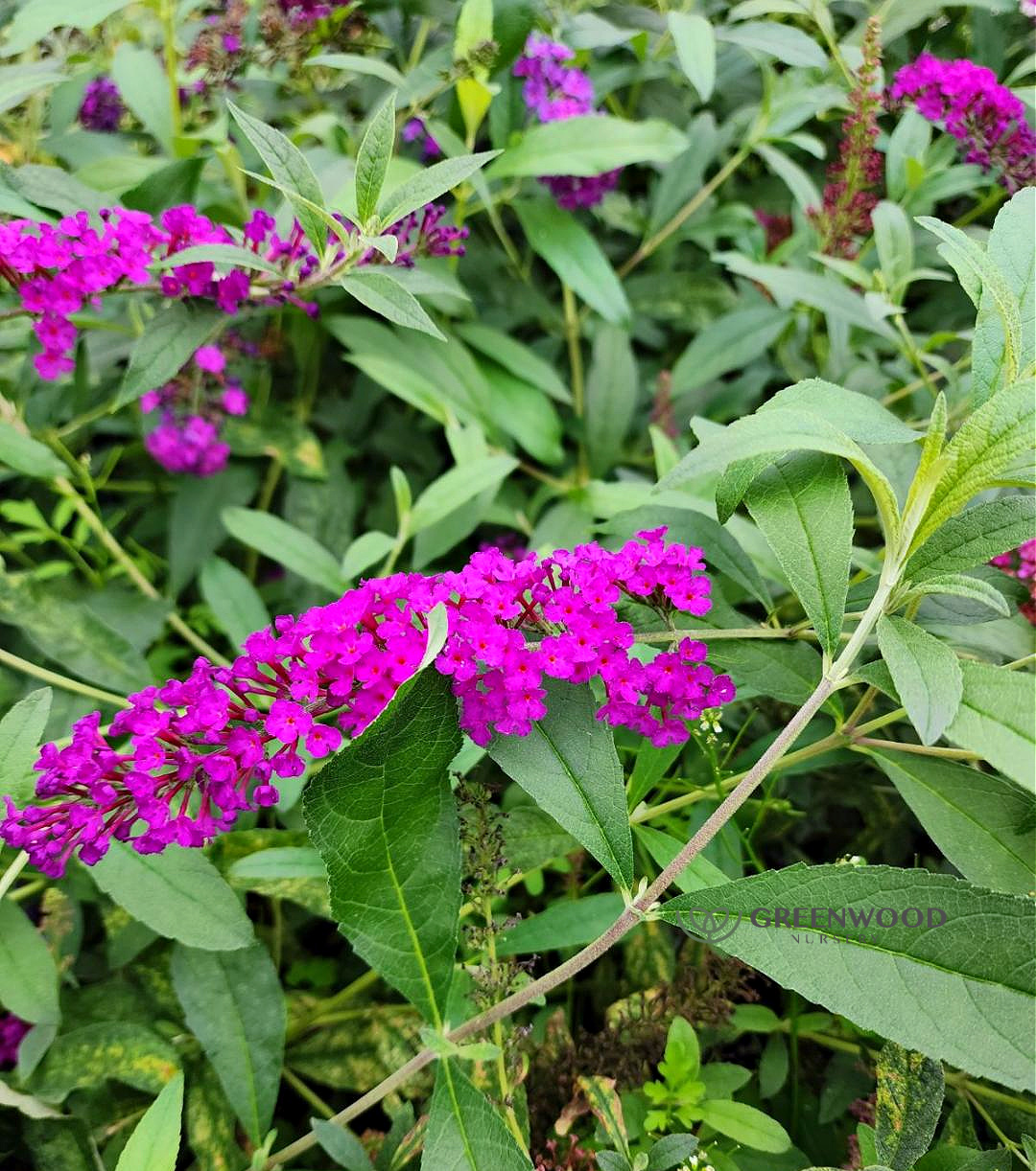 Royal Red Butterfly Bush