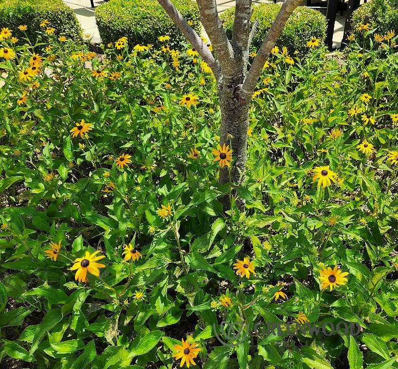 Blackeyed Susan Rudbeckia