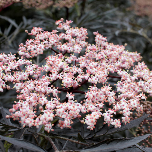 Sambucus Black Lace® Elderberry