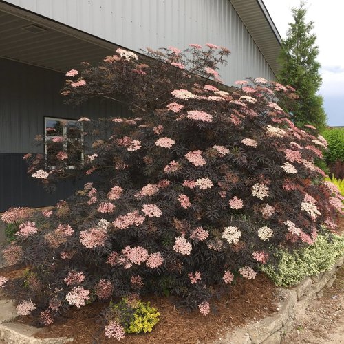 Sambucus Black Lace® Elderberry