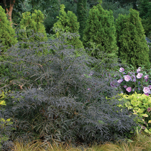 Sambucus Black Lace® Elderberry