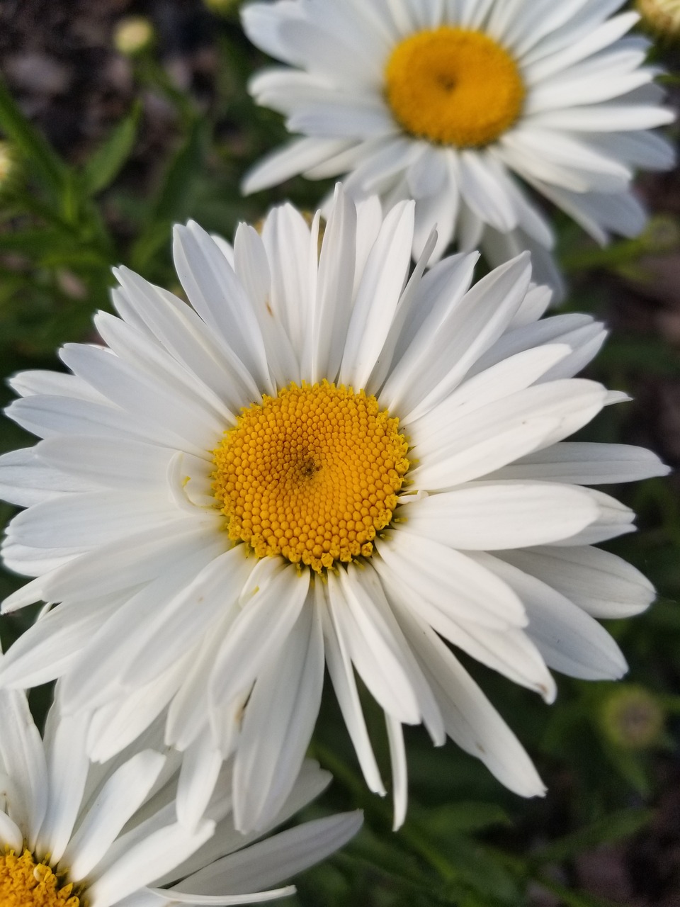 Shasta Daisy Becky