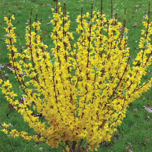 Show Off Forsythia Bushes