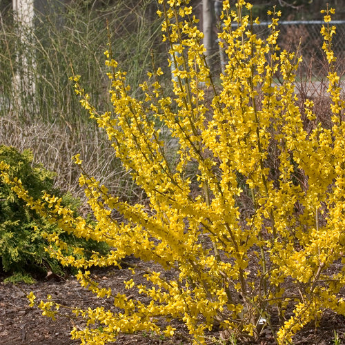 Show Off Forsythia Bushes