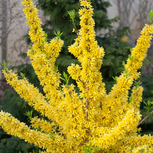 Show Off Forsythia Bushes