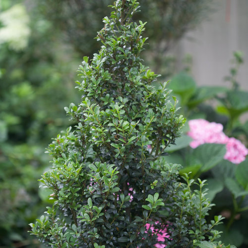 Sky Box Ilex Japanese Holly